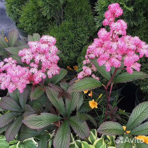 Роджерсия дарк покерс