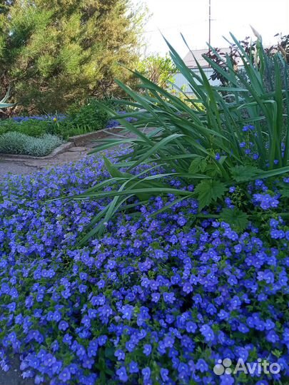 Обриета почвопокровный многолетний цветок, саженцы