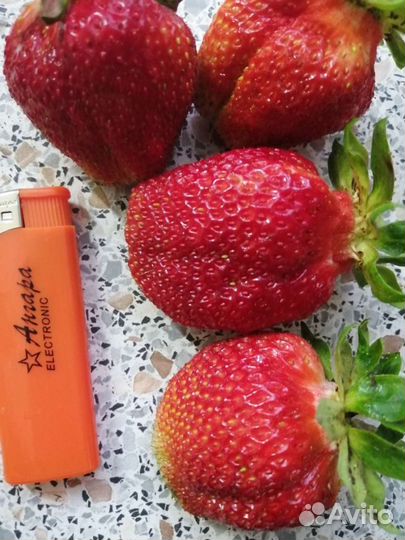 Рассада клубники Гигантелла