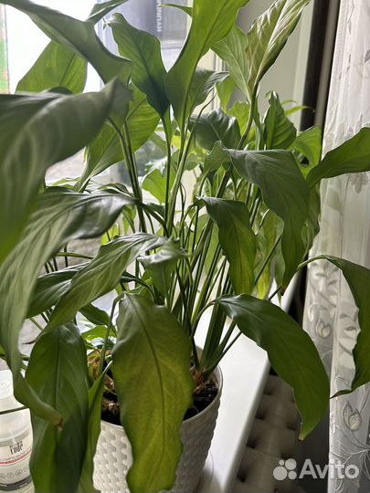 Спатифиллум