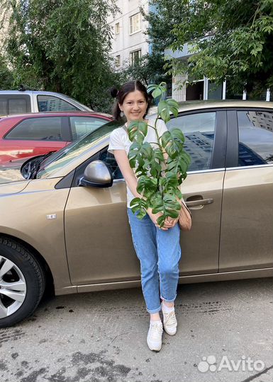 Озеленение, уход и пересадка растений