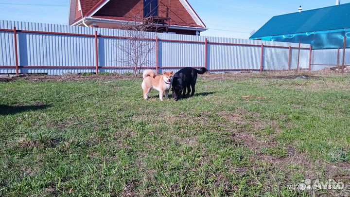 Передержка животных