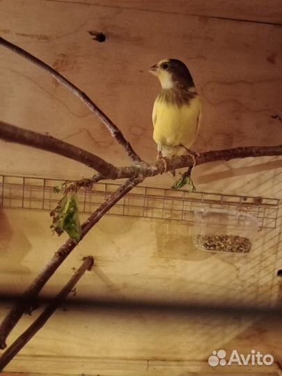 Кенара и канарейки