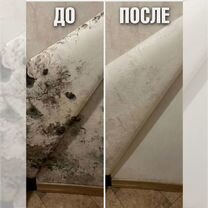 Удаление Плесени Грибка Вирусов С Гарантией, Днепр