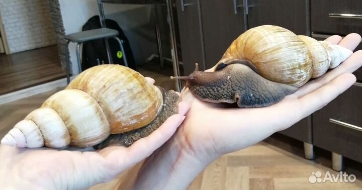 Улитки ахатины бесплатно