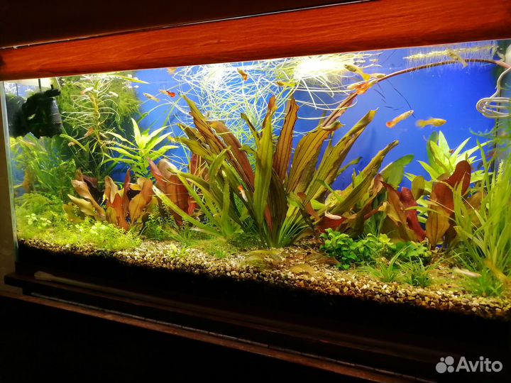 Аквариумные растения:Эхинодорусы и немного другого