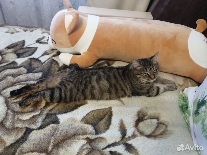 Кошка Курильский бобтейл