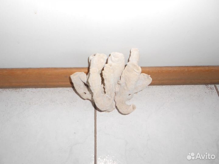 Коралл трубчатый