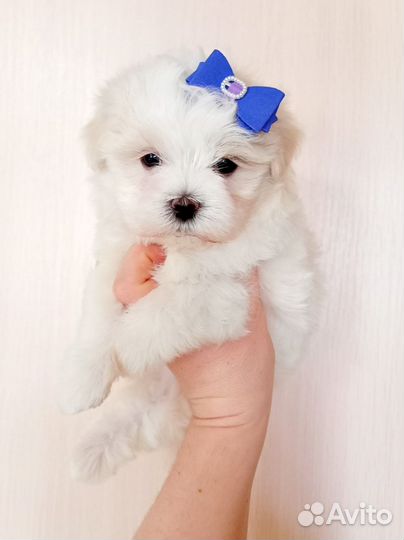 Девочки и мальчик