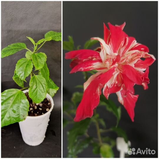 Гибискусы, разные