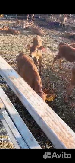 Телята бычки