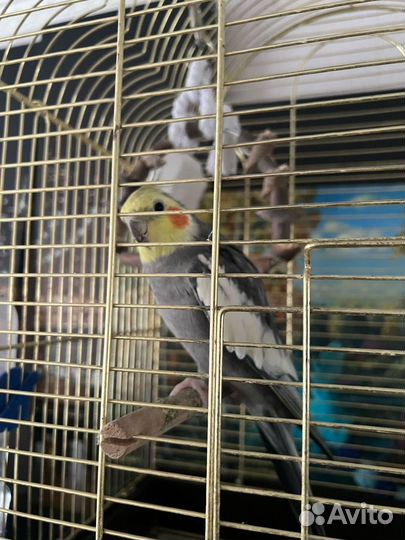 Попугай корелла с клеткой