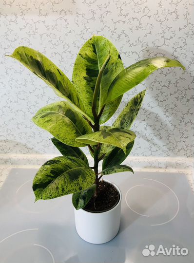 Фикус Шриверианна