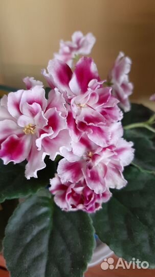 Сортовые фиалки