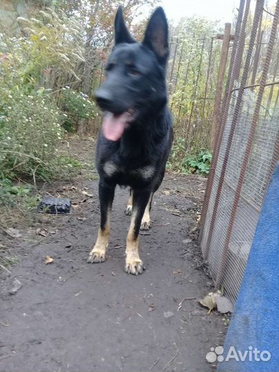 Авчарка васточни еврапецки щенки