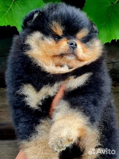 Щенки шпица большой выбор окрасов