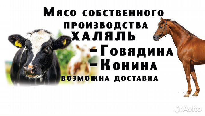 Мясо свежее халяль говядина и конина