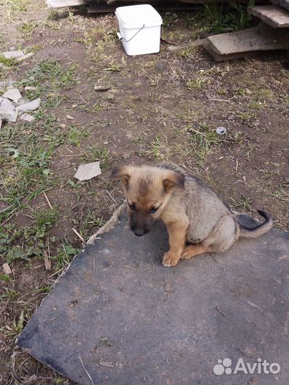 Продам щенков европейской овчарки