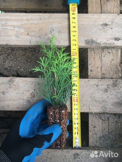 Дополнительный заработок на черенках растений