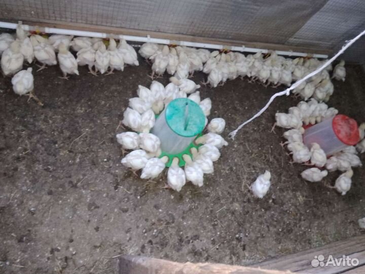 Домашние куры бройлеры,Халяль