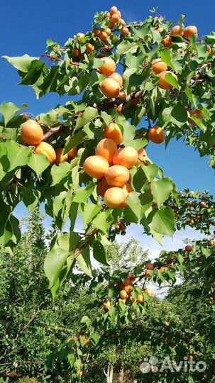 Продаю абрикосы по 40 рб за кг