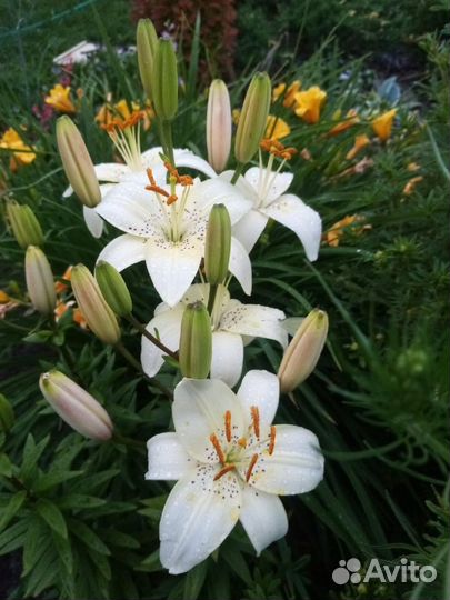 Лилии,Лапчатка травянистая