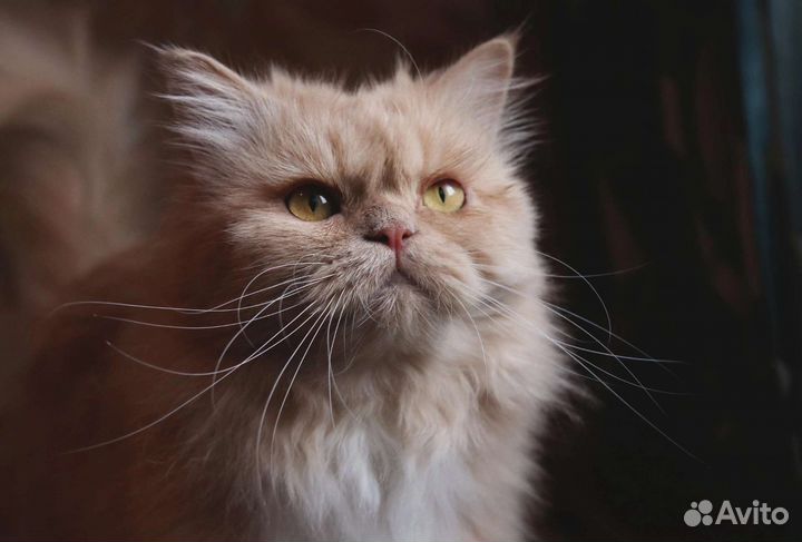 Персидская кошка