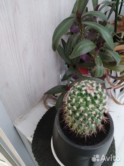 Комнатные растения цветы