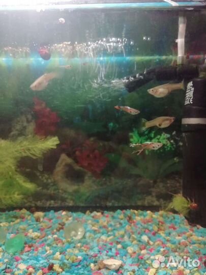 Аквариумные рыбки и креветки
