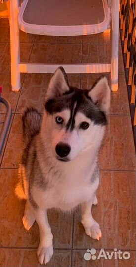 Сибирский хаски