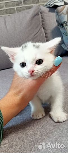 Отдам котят