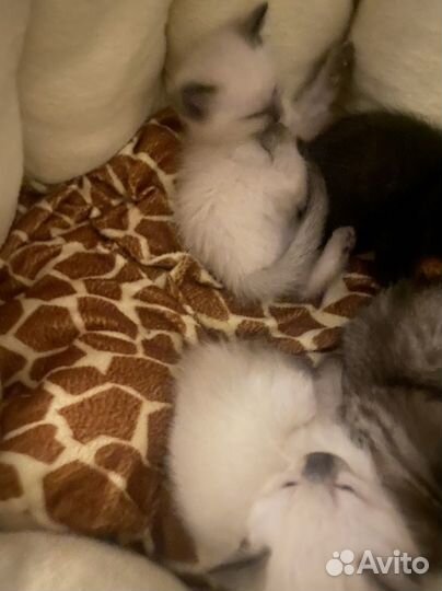 Отдам в добрые руки