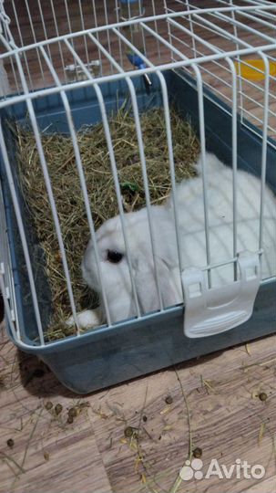 Декоративный кролик с клеткой