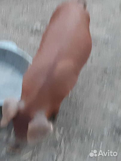 Паросята дюрок,Свиноматки,Хряки