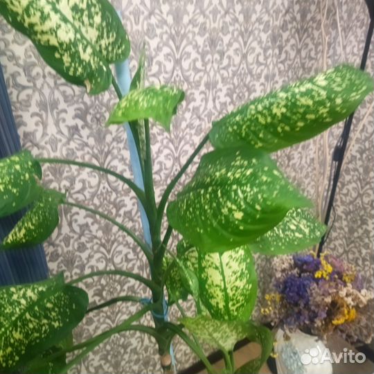 Диффенбахия