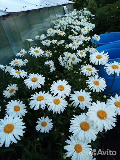 Ромашки садовые гиганты