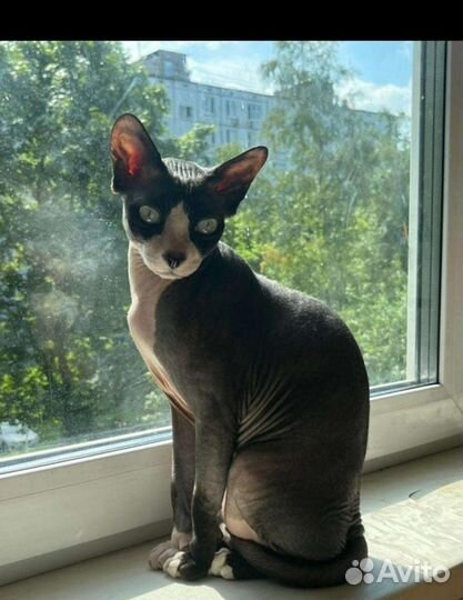 Кошка сфинкс