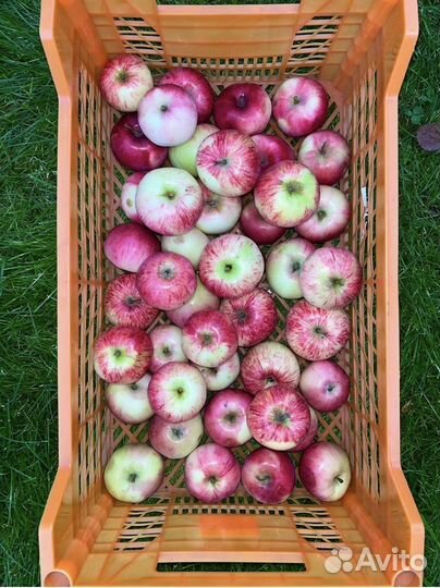Яблоки садовые