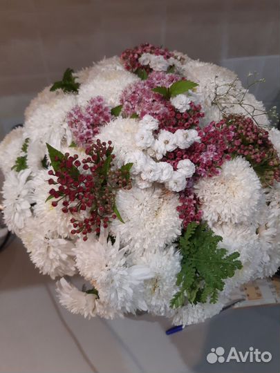 Ромашка Фиона