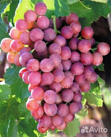 Виноград Русский ранний