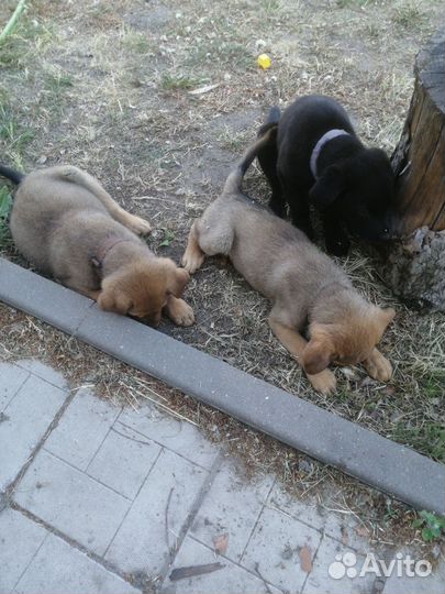Щенки лабрадора-ретвилера