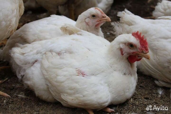 Куры бройлеры Кобб 500 на мясо