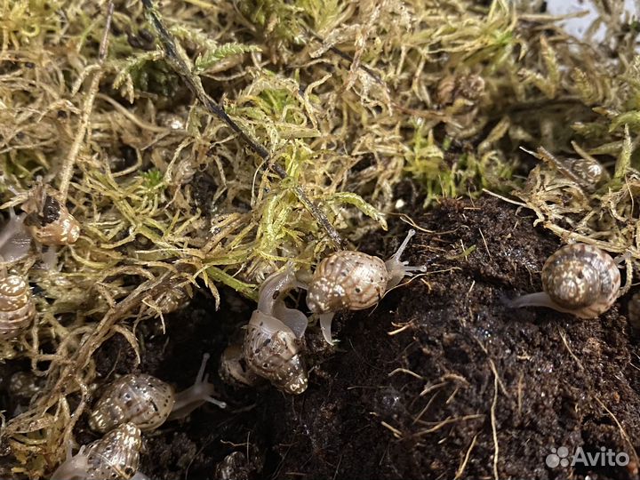 Улитки ахатины бесплатно