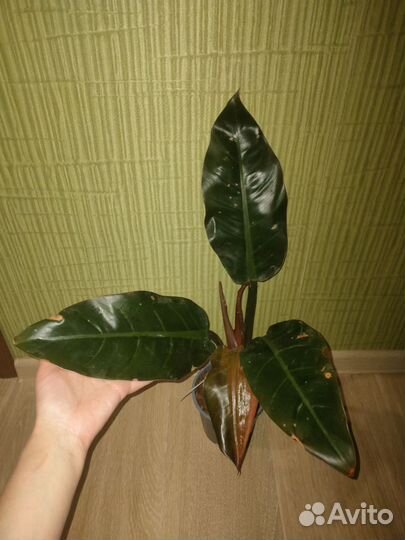 Филодендрон биркин,маска,Имбе вайт,империал ред
