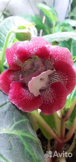 Комнатные цветы