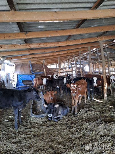 Бычки тёлки 6-7 месяцев были на подсосе