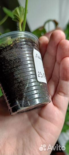 Пеларгония герань сортовая