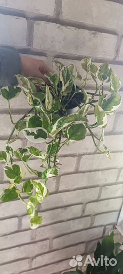 Бегонии, Эпипремнум,традесканции,фил лайм