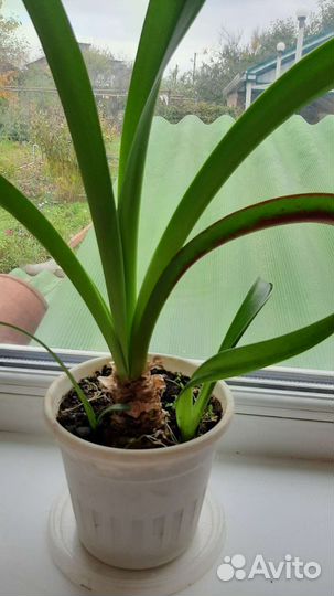 Гиппиаструм