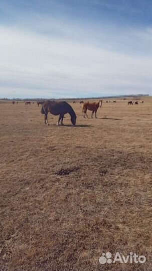 Продам жеребят